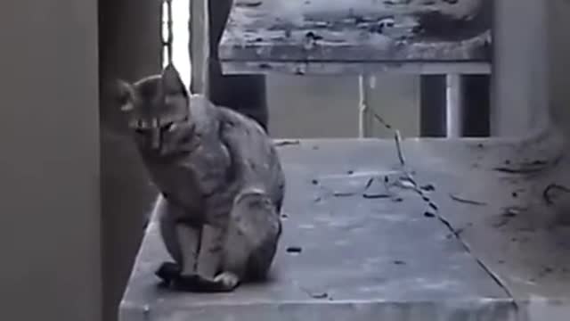 This is why a cat needs 9 lives (Cat falling asleep on high ledge)