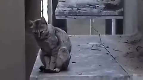 This is why a cat needs 9 lives (Cat falling asleep on high ledge)