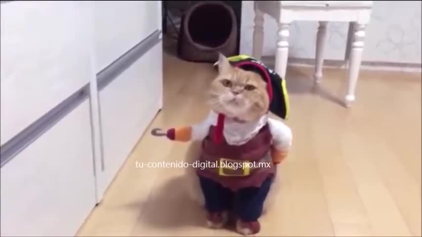 Gato pirata