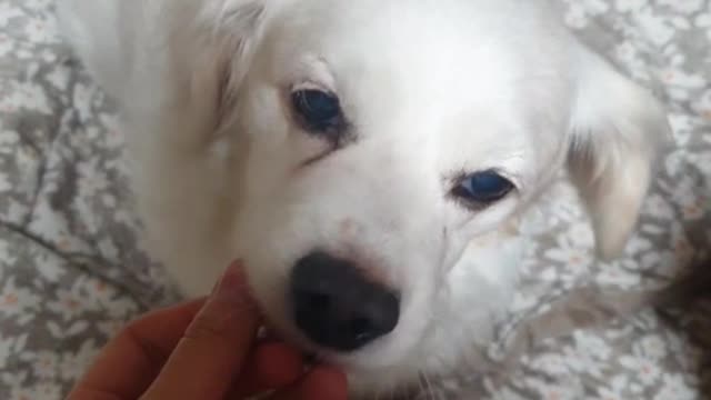 Puppy taking a snack from his hand