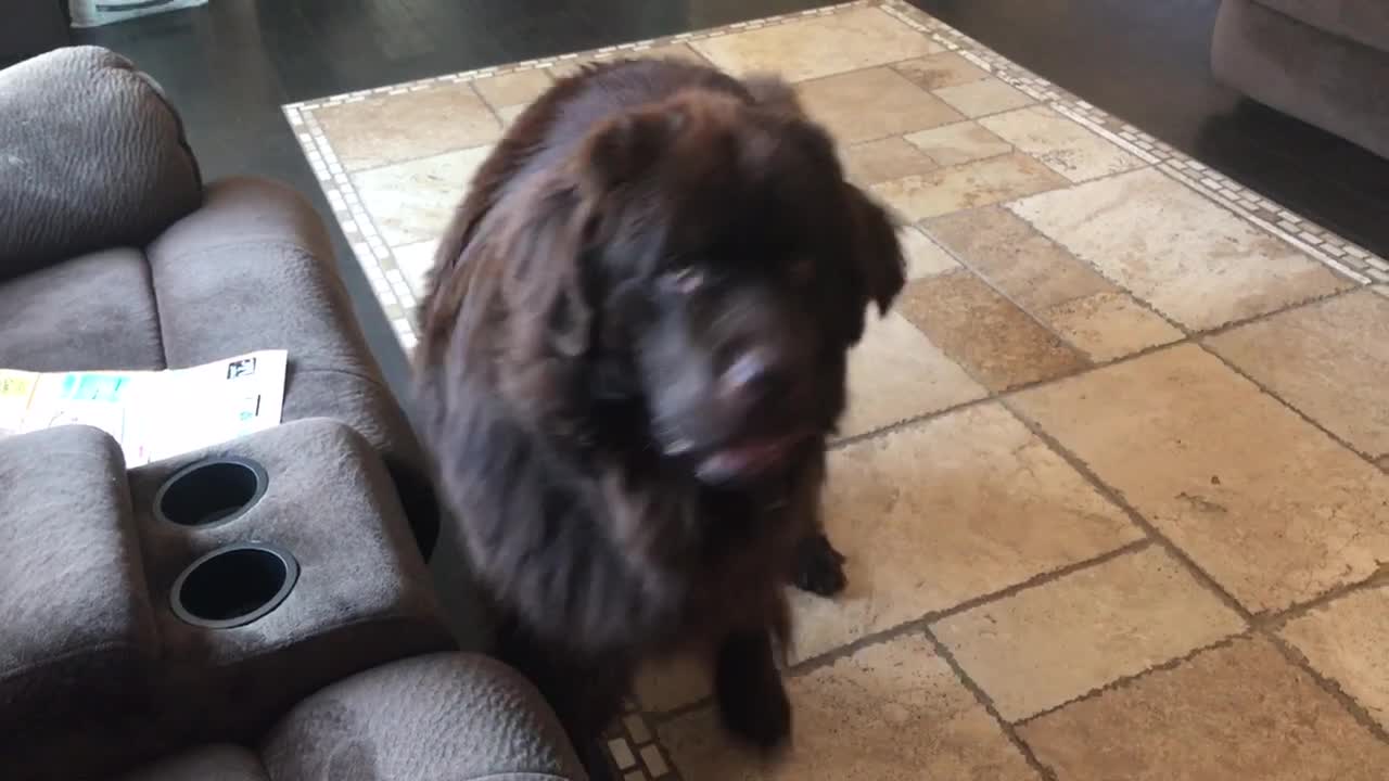 Huge dog shows off his new trick