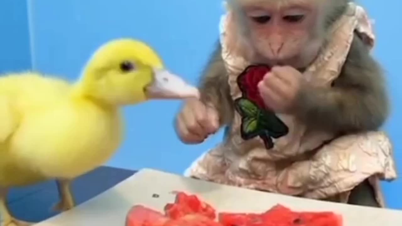 Monkey eating watermelon (15)