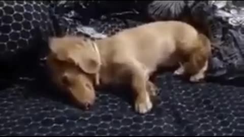 Sleeping Puppy Hits Digging For Dream Bone Jackpot