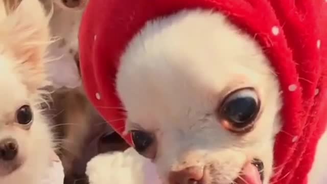 Strawberry Chihuahua Eating Strawberry