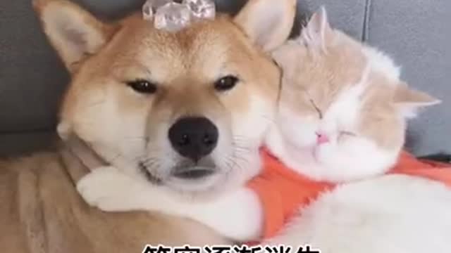 Funny dogs video _ Cute pupies Try not to laugh impossible