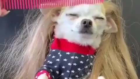 Best Funny Animal Videos 2022 😺 Funny Dog Videos 2022 😁 Funniest Dog Videos 😁😇