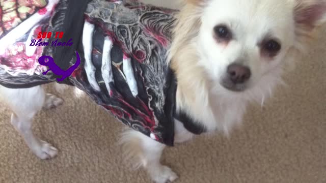 Cute dog reacts to scary Halloween candy bowl