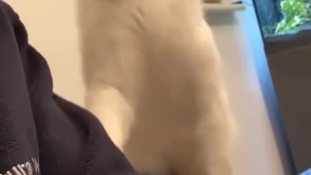 2022 Best Cats and Dogs Viral Video Compilation