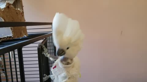 Dancing Cockatoo PARROT VIDEO OF THE DAY