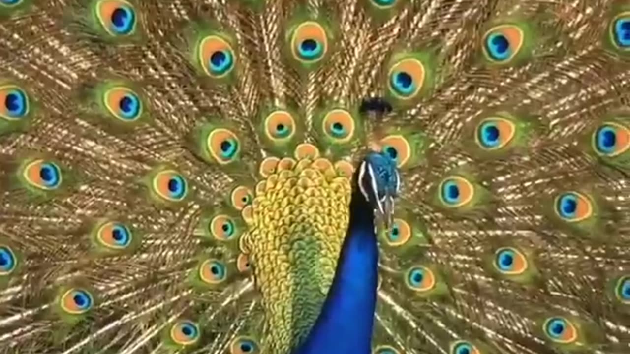 Wildlife in closer view with a natural perspective.