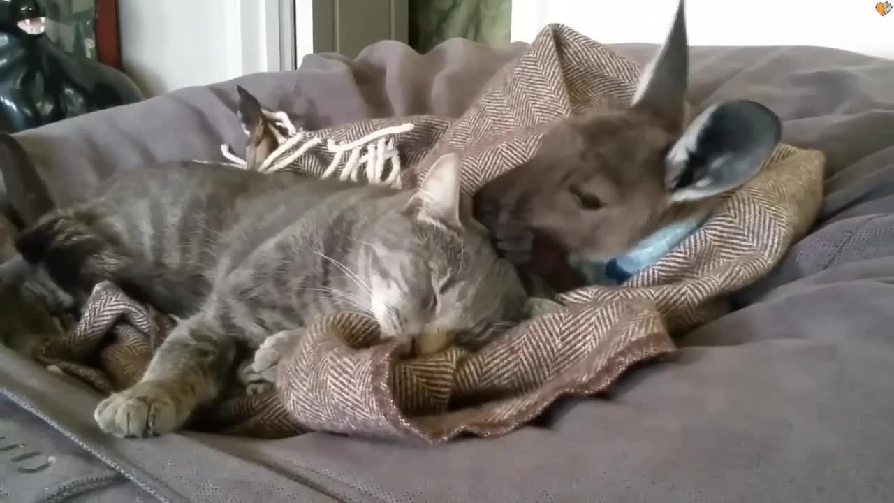 Cat With Kangaroo