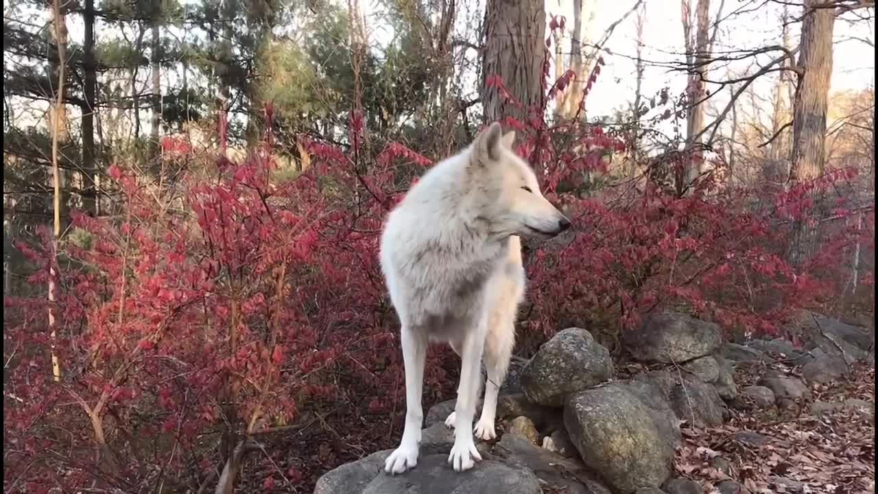 Let's enjoy the wolf wake-up service