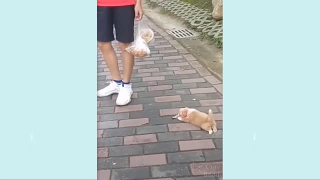 Little puppy follow the owner