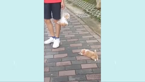 Little puppy follow the owner