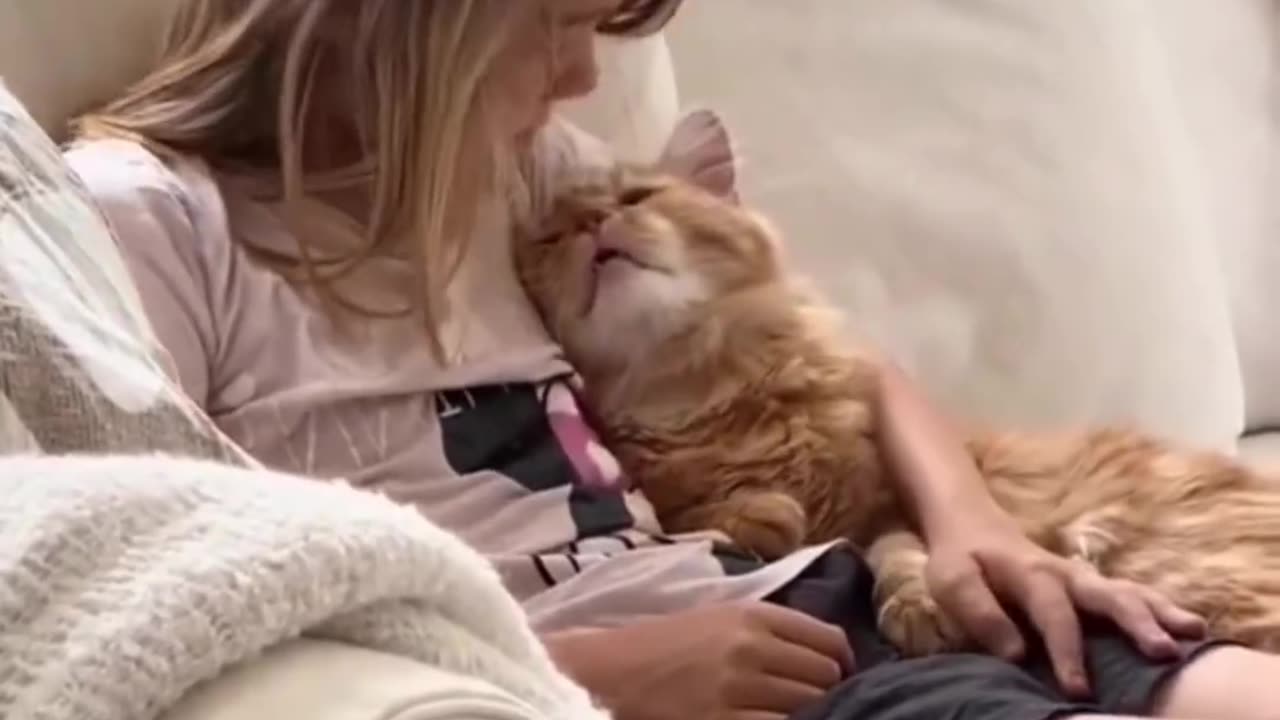 "Unconditional Love: Adorable Cats Showering Affection on Their Beloved Owners"