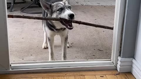 Dog holding long sticks tries entering through door, fails. Then this happens