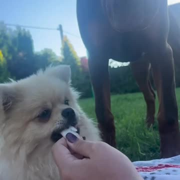 Is that a Pomeranian or a pit bull🤣🤣🤣