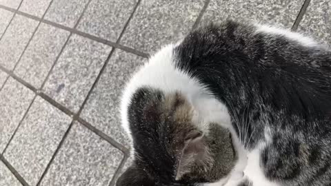 Flexible grooming