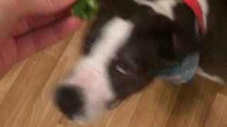 Collab copyright protection - cute dog barks afraid of cilantro