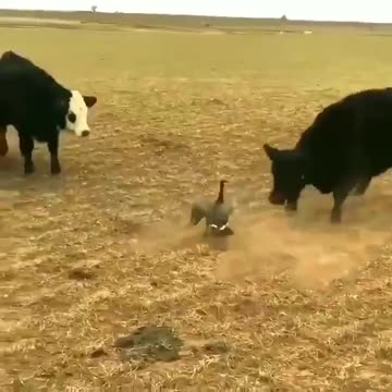 Canada right now. Soon the US and the rest of the world