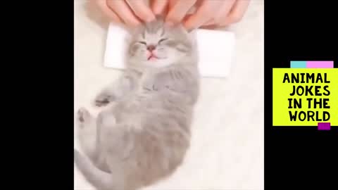 professional massage by a kitten