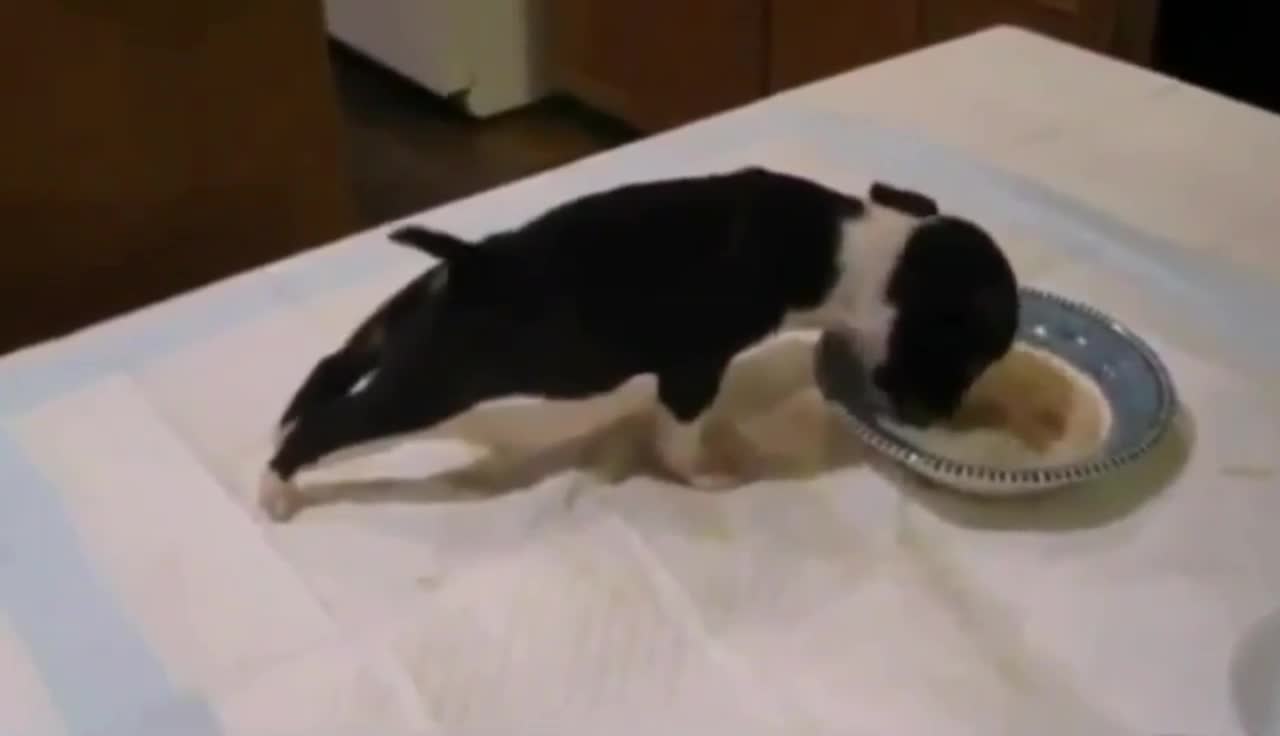 The dog's food is so delicious that he started flying