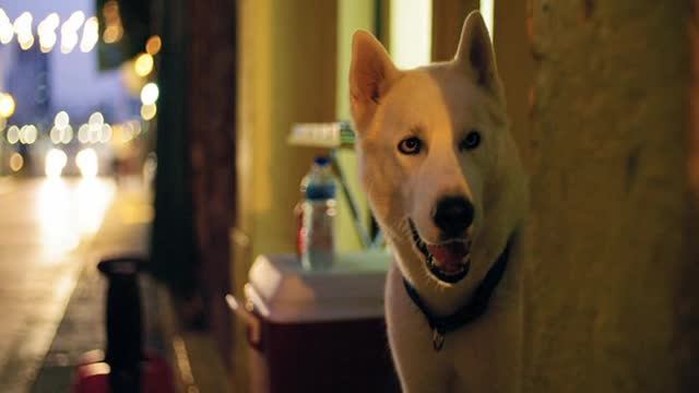 Slow Motion Footage Of A White Dog On Guard Opening It's Mouth