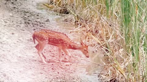 Beautiful Deer drinking water at sundorbun forest