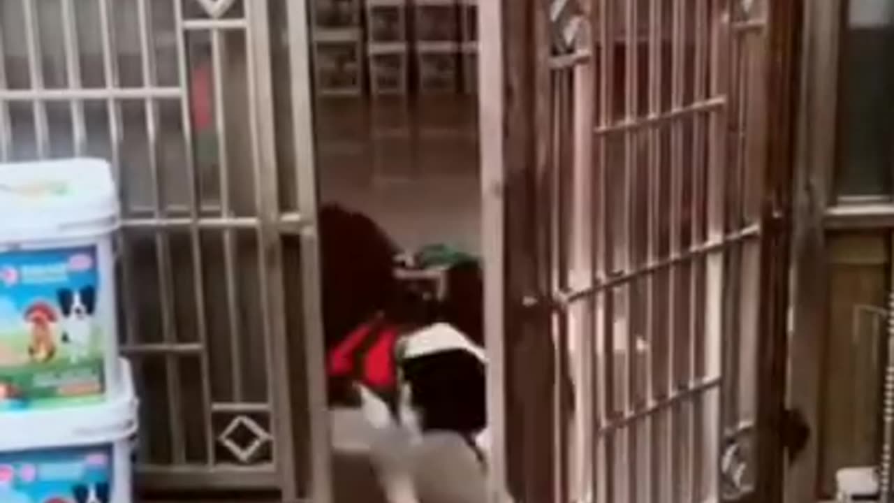 Smart Dog