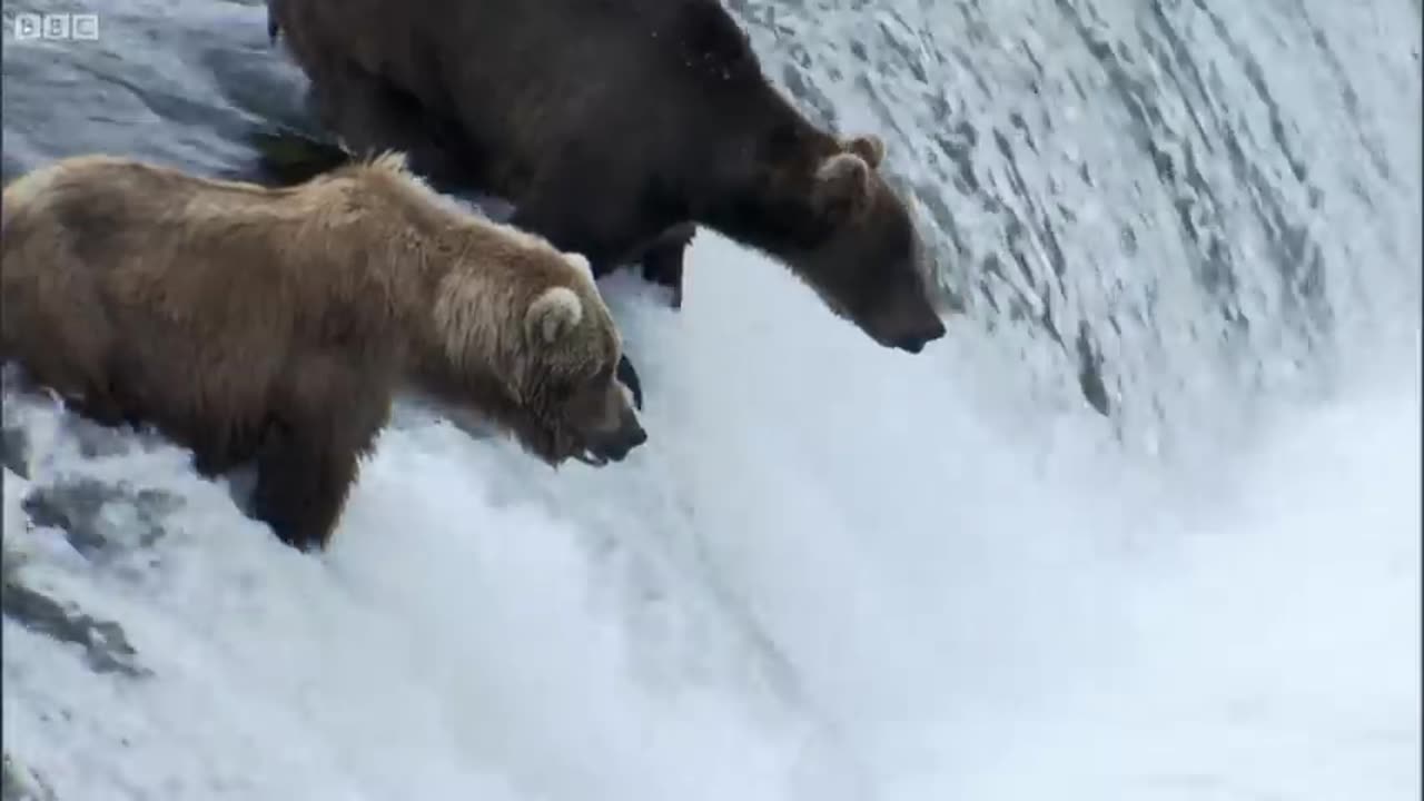 Grizzly Bears Catching Salmon | Nature's Great Events | BBC Earth