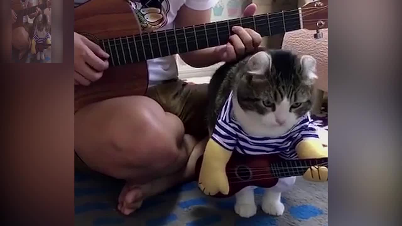 Cat and male master playing guitar