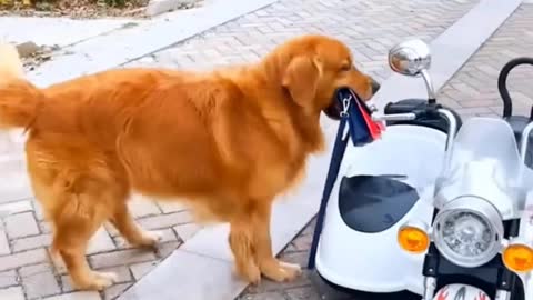 ❤️ 🐕 smart dog video