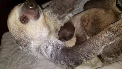 Cute baby sloth sharing hugs with her mommy