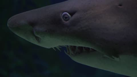 Large Shark