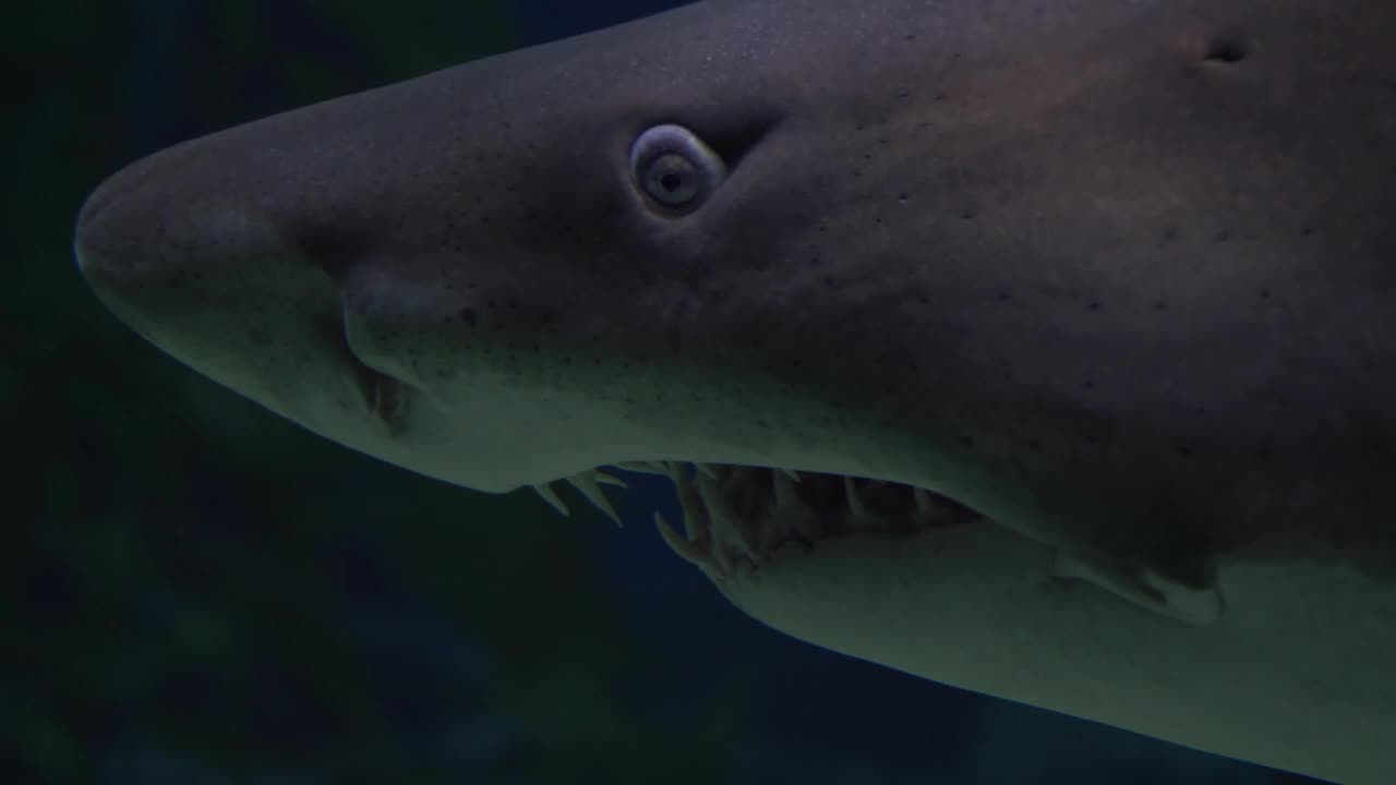 Large Shark