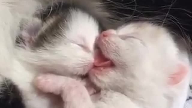 Cute kittens video so much cute "mp4"