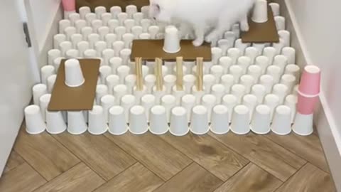 white cat genius