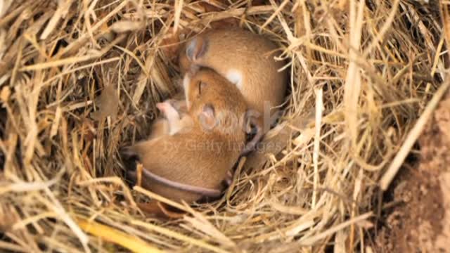 Cute baby mice sleeping in nest 🥰