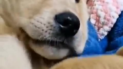 So Funny & Cute