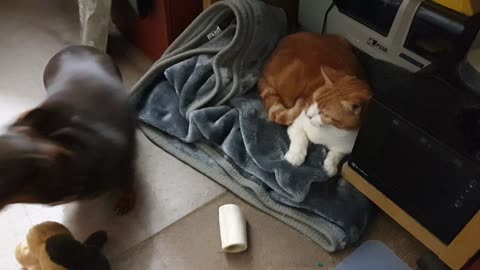 This Bed isn't Big Enough for the Both of Us