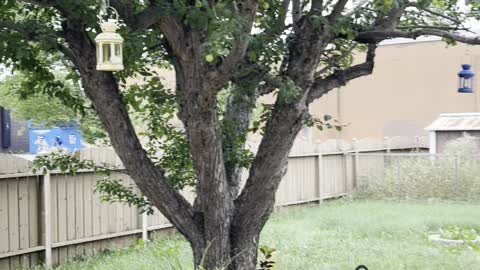 Cute Apple tree behind a cute house