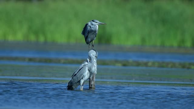 Beautiful Heron Birds Standing In The Water, an indescribable sight