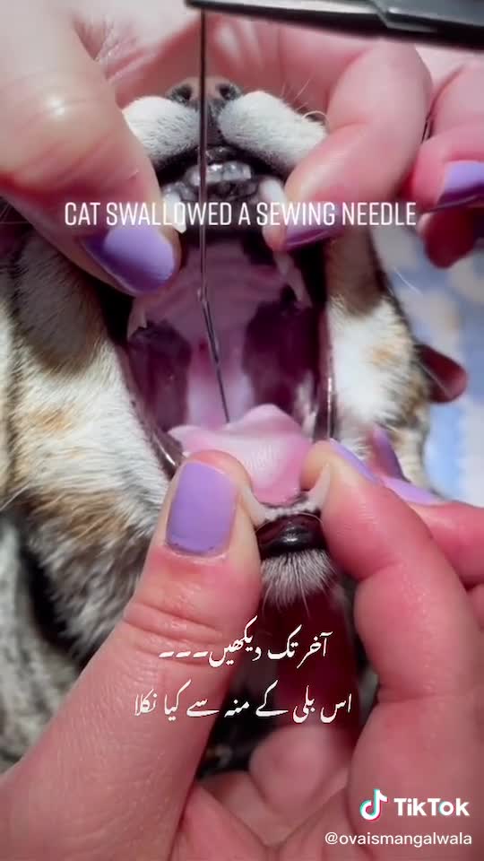 Cat swallowed needle…Oh my God #cat #animals #doctor