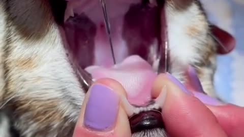 Cat swallowed needle…Oh my God #cat #animals #doctor