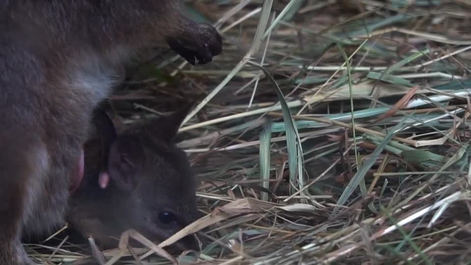 kangaroo with baby