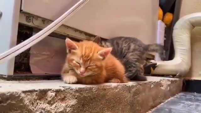 dont take my space little kittens playing