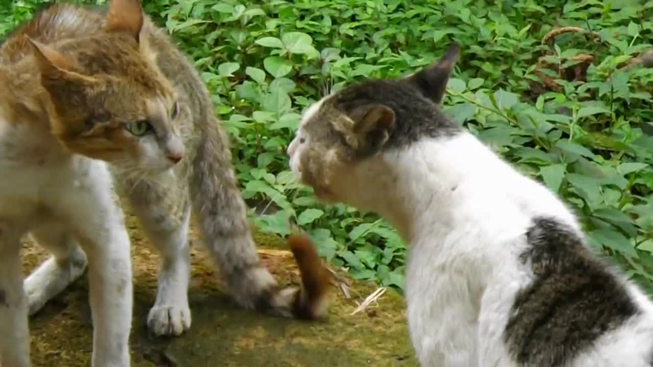 Cats fighting - cats videos compilation