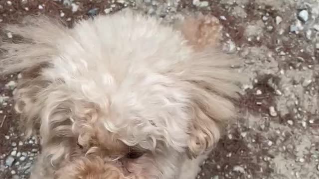 cute dog