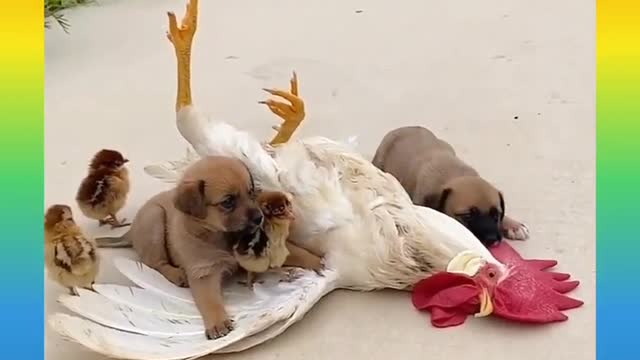 Top funny animals video