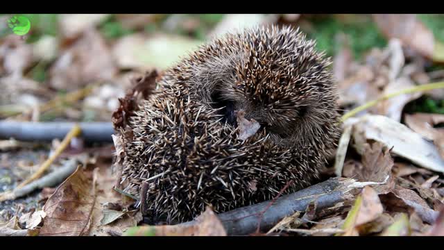 cute sleeping hedgehog hd